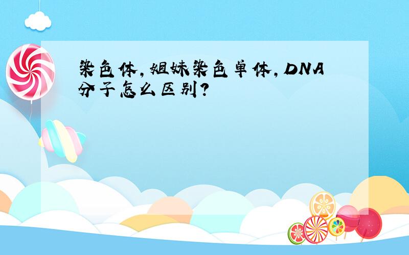 染色体,姐妹染色单体,DNA分子怎么区别?