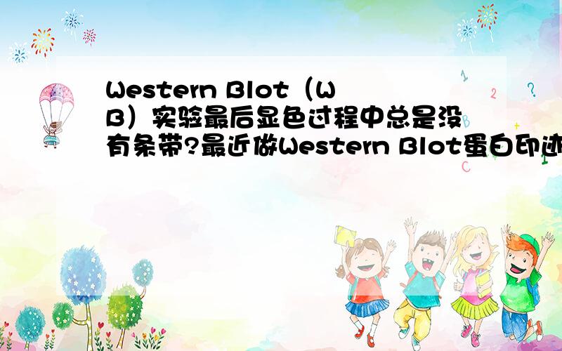 Western Blot（WB）实验最后显色过程中总是没有条带?最近做Western Blot蛋白印迹实验 ,大家推荐下做Western Blot外包的公司,北京的最好,Western Blot的价格