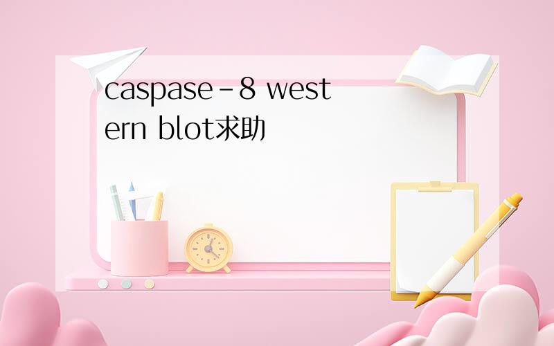 caspase-8 western blot求助
