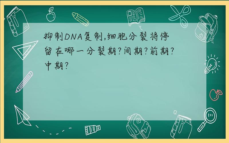 抑制DNA复制,细胞分裂将停留在哪一分裂期?间期?前期?中期?