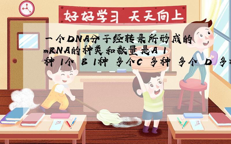 一个DNA分子经转录所形成的mRNA的种类和数量是A 1种 1个 B 1种 多个C 多种 多个 D 多种 1个