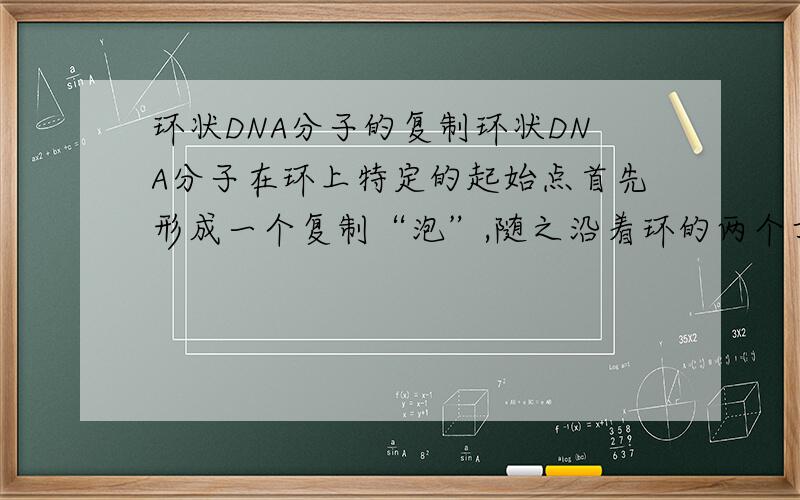 环状DNA分子的复制环状DNA分子在环上特定的起始点首先形成一个复制“泡”,随之沿着环的两个方向进行复制,“泡”逐渐扩大,形成像希腊字母