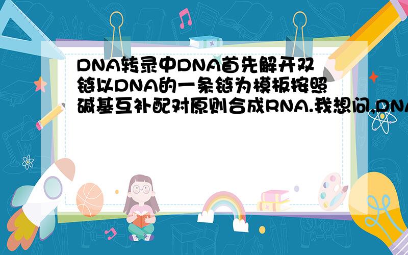 DNA转录中DNA首先解开双链以DNA的一条链为模板按照碱基互补配对原则合成RNA.我想问,DNA中的一条链,是那条链?或者是随机的?还有RNA不是单链么,怎么碱基配对呢?