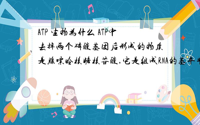 ATP 生物为什么 ATP中去掉两个磷酸基团后形成的物质是腺嘌呤核糖核苷酸,它是组成RNA的基本单位之一.