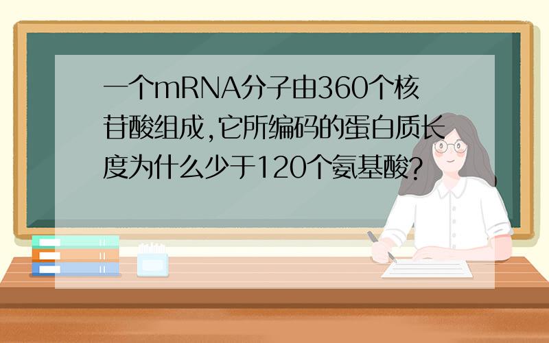 一个mRNA分子由360个核苷酸组成,它所编码的蛋白质长度为什么少于120个氨基酸?
