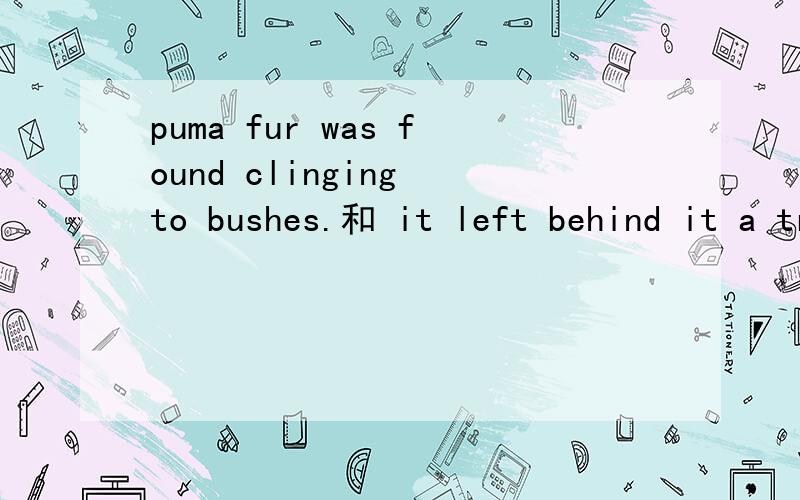 puma fur was found clinging to bushes.和 it left behind it a trail of ...第一句可不可以将clinging to bushes提前早puma fur后面呢?为什么?第二句中behind it为什么可以提前到it后面,那可不可以放在句尾呢?it left a tr